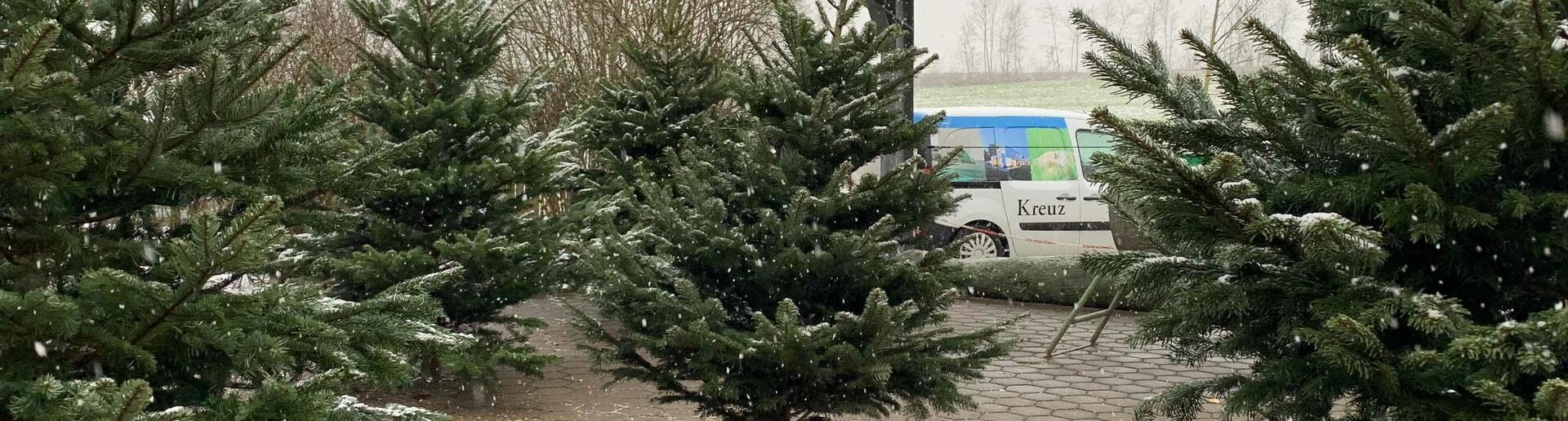 Foto eines Weihnachtsbaumes für die Christbaumaktion von Kreuz Schnaittach.