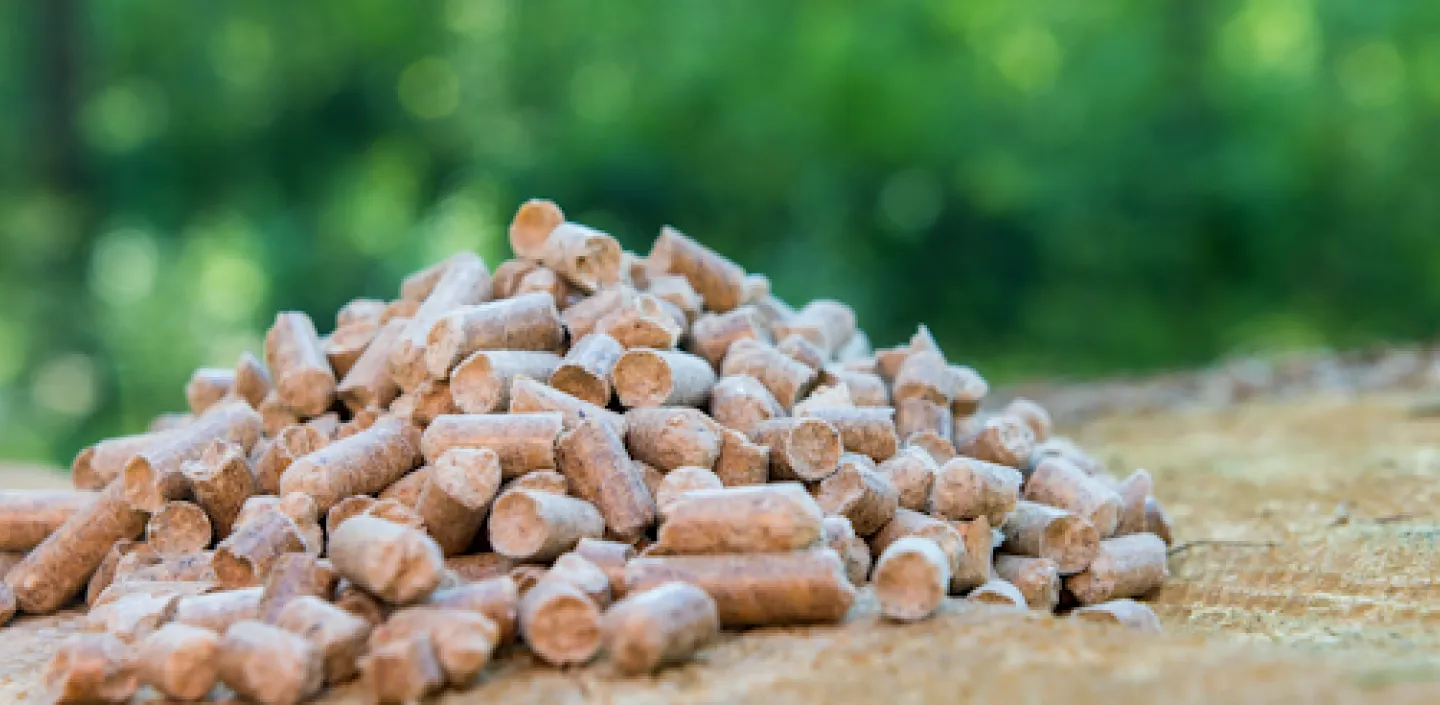 Holzpellets auf einem Baumstumpf in einem Wald. 