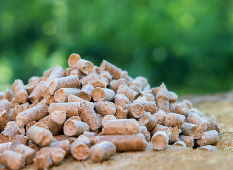 Holzpellets auf einem Baumstumpf in einem Wald. 