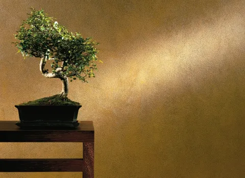 Bild einer Bonsai-Pflanze vor einer Wand mit der Innenraumfarbe Metallic.